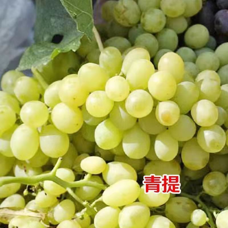 特大果无籽黑宝石巨蜂葡萄树苗耐寒南北方盆栽地栽葡萄树苗