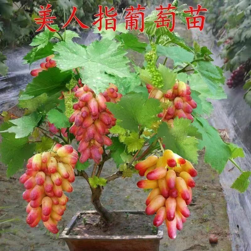 特大果无籽黑宝石巨蜂葡萄树苗耐寒南北方盆栽地栽葡萄树苗