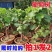特大果无籽黑宝石巨蜂葡萄树苗耐寒南北方盆栽地栽葡萄树苗