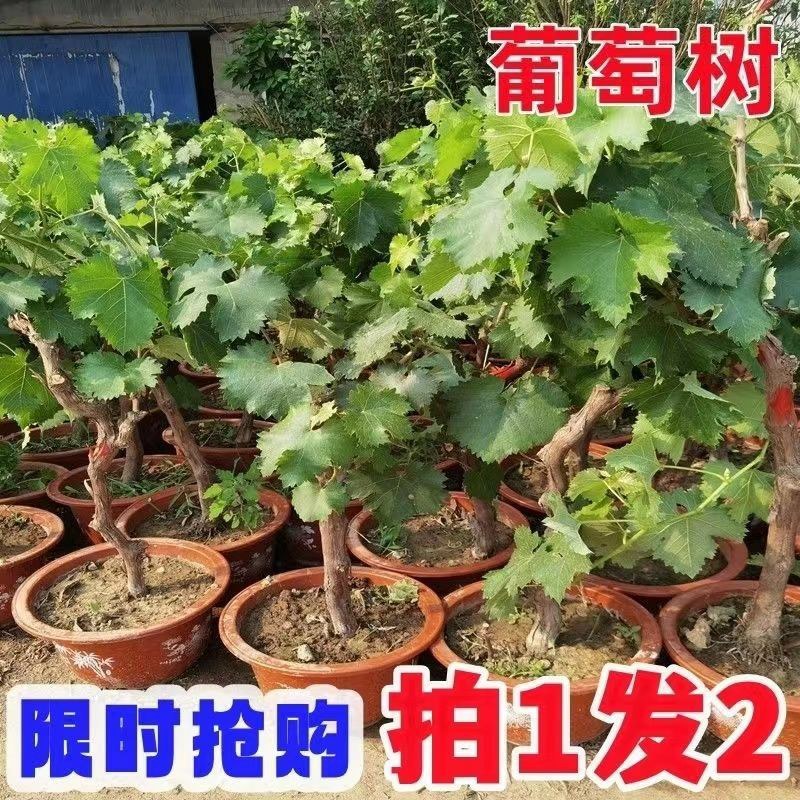 特大果无籽黑宝石巨蜂葡萄树苗耐寒南北方盆栽地栽葡萄树苗