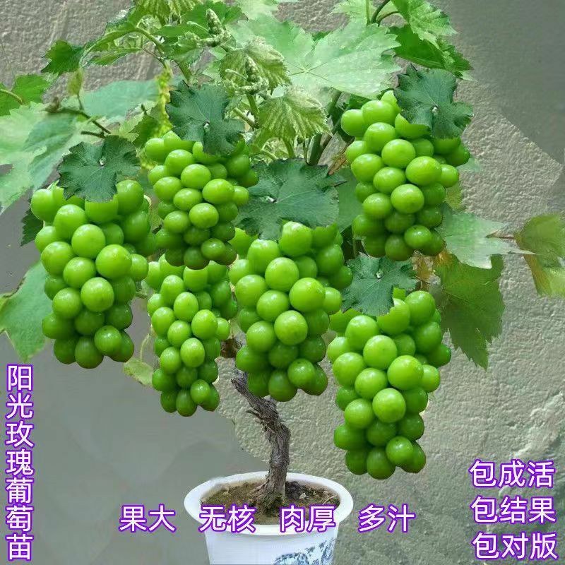 特大果无籽黑宝石巨蜂葡萄树苗耐寒南北方盆栽地栽葡萄树苗