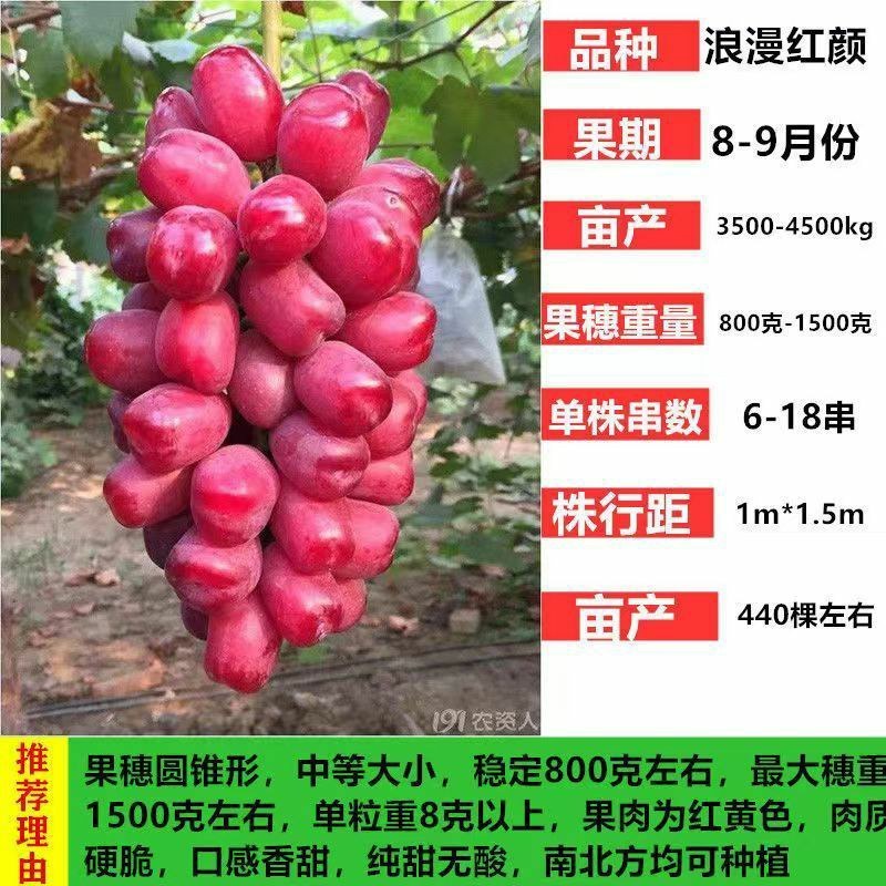 特大果无籽黑宝石巨蜂葡萄树苗耐寒南北方盆栽地栽葡萄树苗