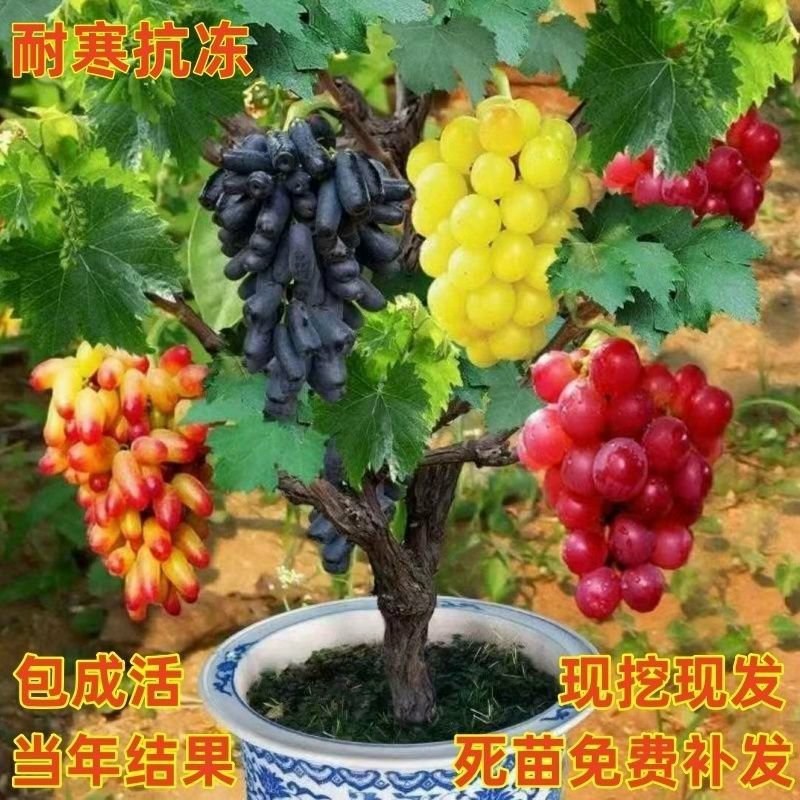 特大果无籽黑宝石巨蜂葡萄树苗耐寒南北方盆栽地栽葡萄树苗