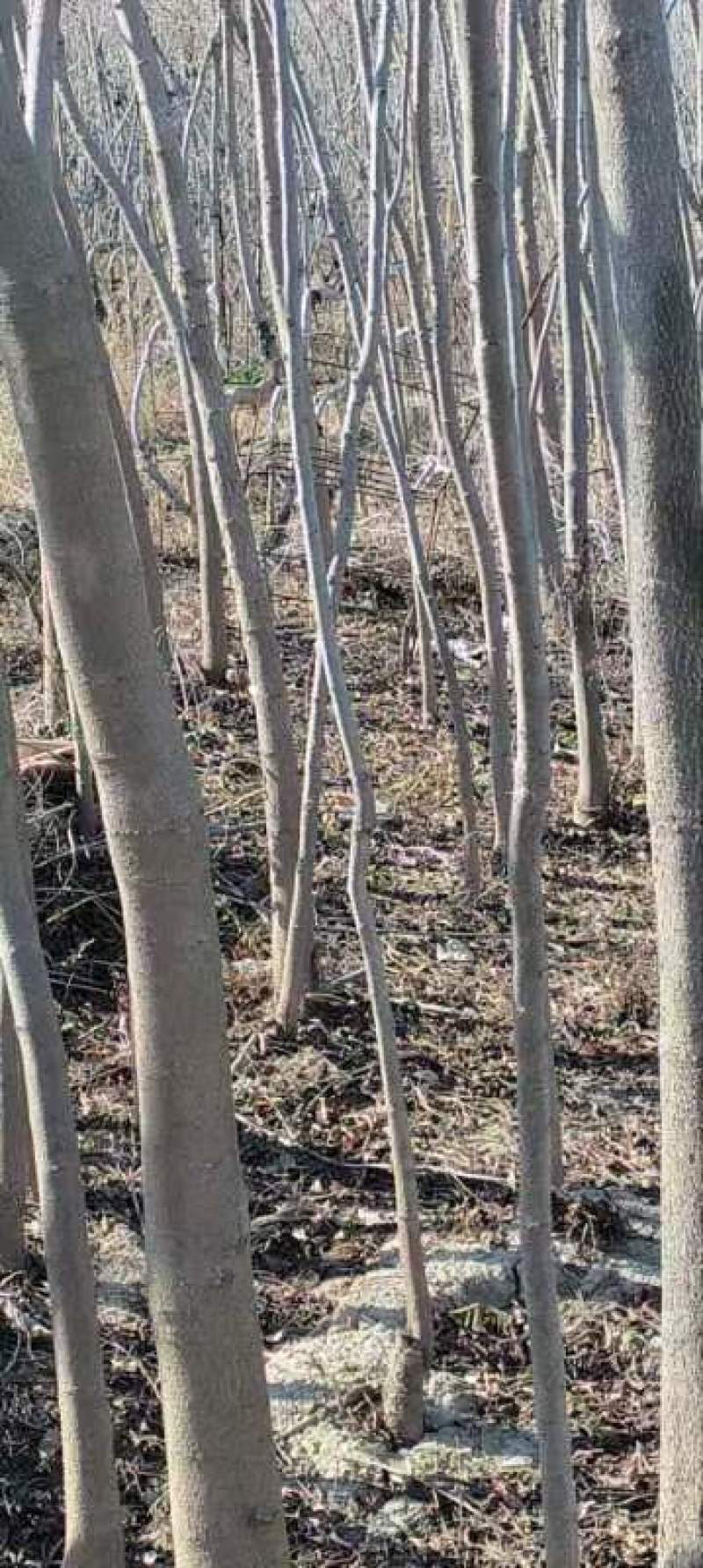 黄连木