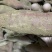 徐薯24白心