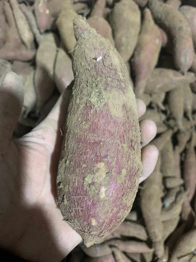 徐薯24白心