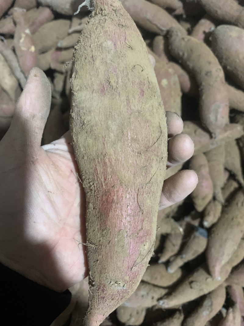 徐薯24白心