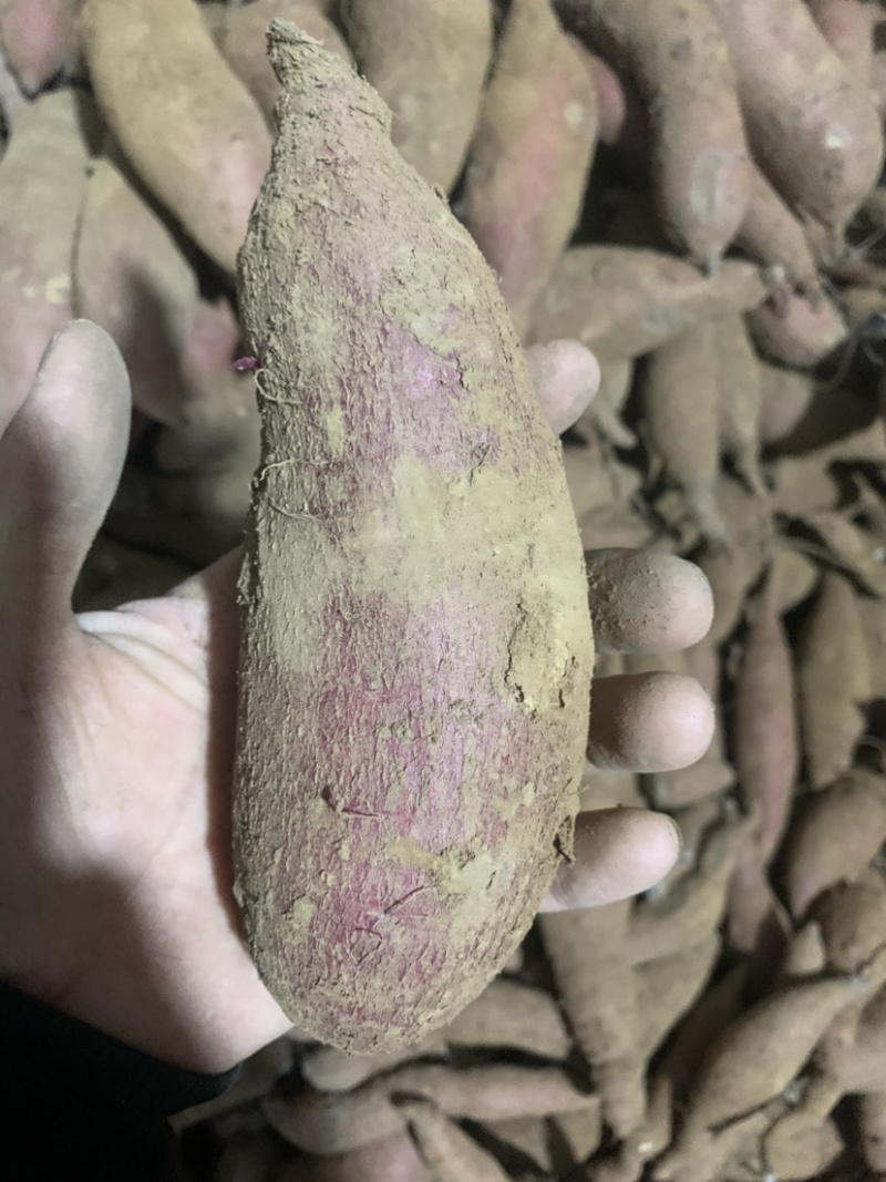 徐薯24白心