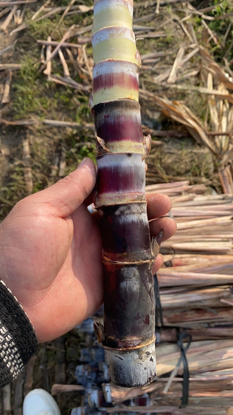 黄金甘蔗种黑皮甘蔗种