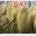 芦苇种子黄菖蒲香蒲种子千屈菜再力花种子水葱水生植物种子