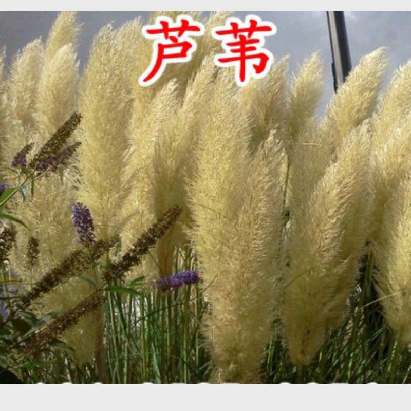 芦苇种子黄菖蒲香蒲种子千屈菜再力花种子水葱水生植物种子