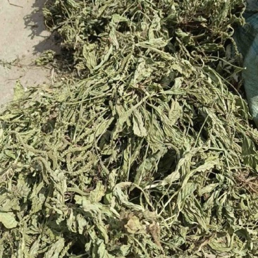 ［批发车前草］车前草野生新货中草药中药材泡水喝