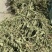 ［批发车前草］车前草野生新货中草药中药材泡水喝