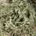 ［批发车前草］车前草野生新货中草药中药材泡水喝