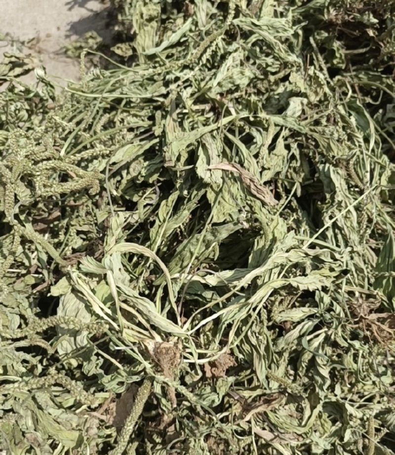 ［批发车前草］车前草野生新货中草药中药材泡水喝