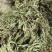 ［批发车前草］车前草野生新货中草药中药材泡水喝