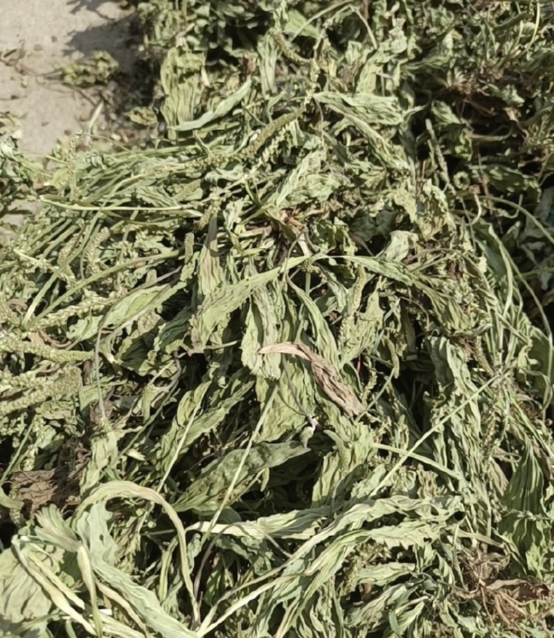 ［批发车前草］车前草野生新货中草药中药材泡水喝