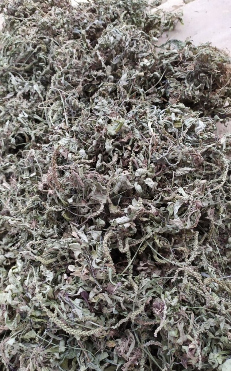 ［批发车前草］车前草野生新货中草药中药材泡水喝