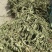 ［批发车前草］车前草野生新货中草药中药材泡水喝