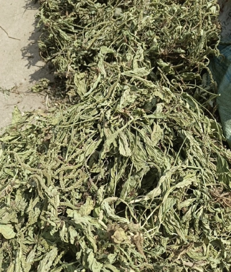 ［批发车前草］车前草野生新货中草药中药材泡水喝