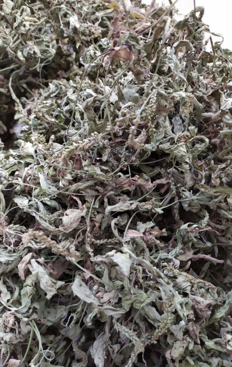 ［批发车前草］车前草野生新货中草药中药材泡水喝