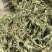 ［批发车前草］车前草野生新货中草药中药材泡水喝