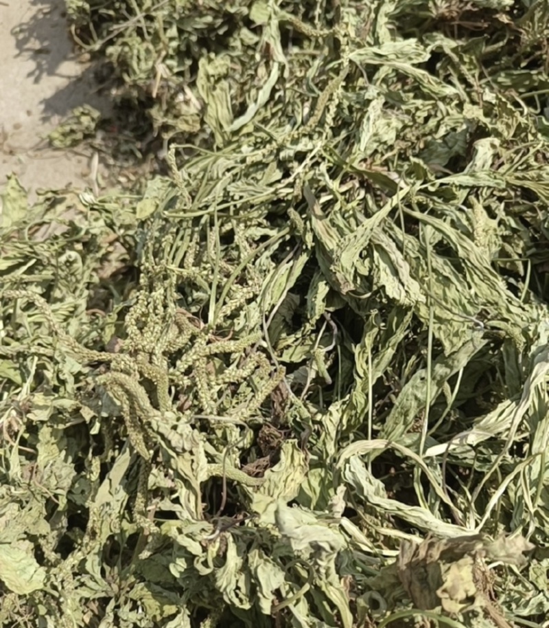 ［批发车前草］车前草野生新货中草药中药材泡水喝