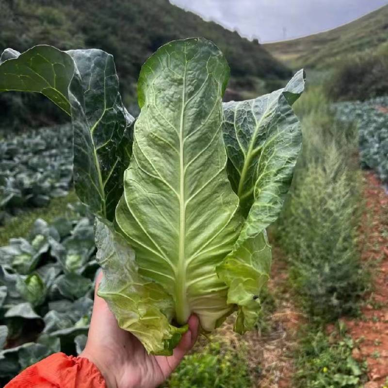 牛心甘南（基地直销认真负责）