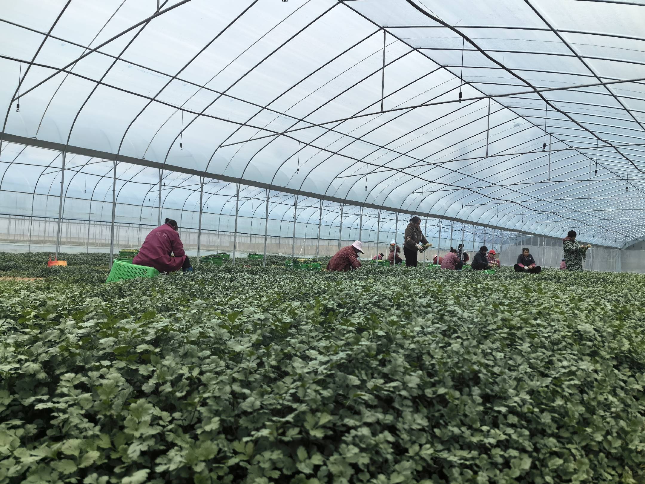 香菜根水培最终成果展示图