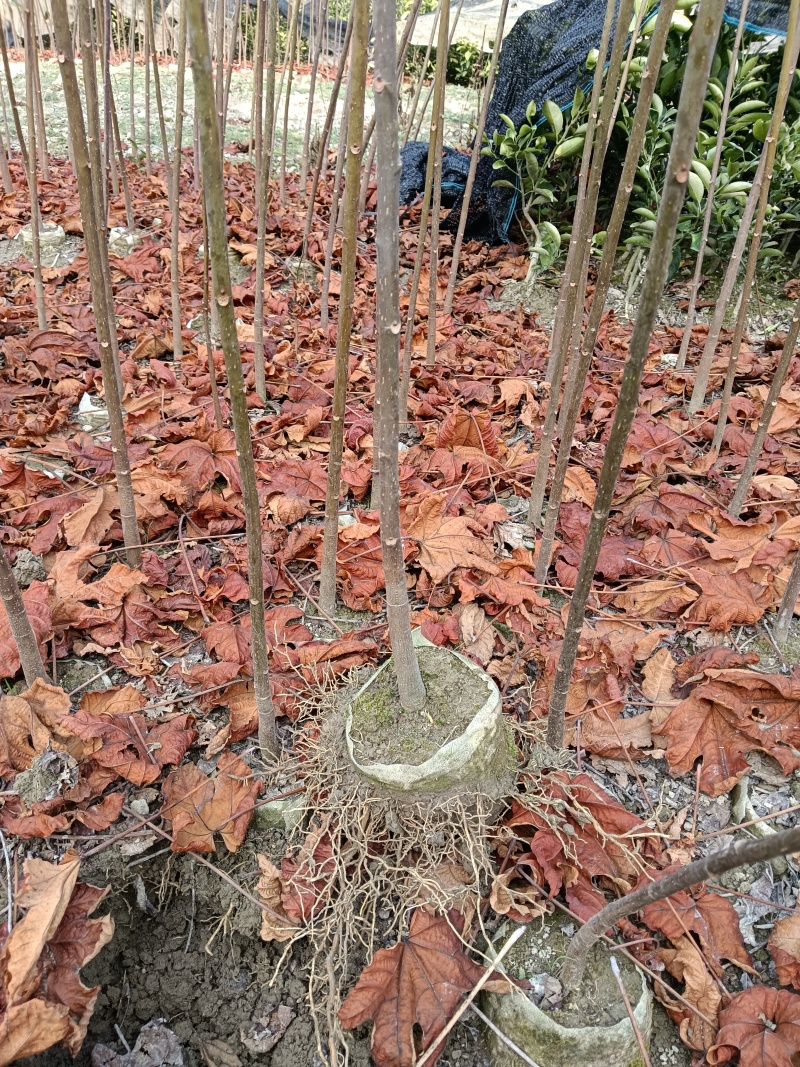 千年桐杯苗一年生千年桐地径2公分以上无纺苗