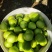 广东雷州青枣牛奶枣，大量供应市场电商，实力代办，全国代发