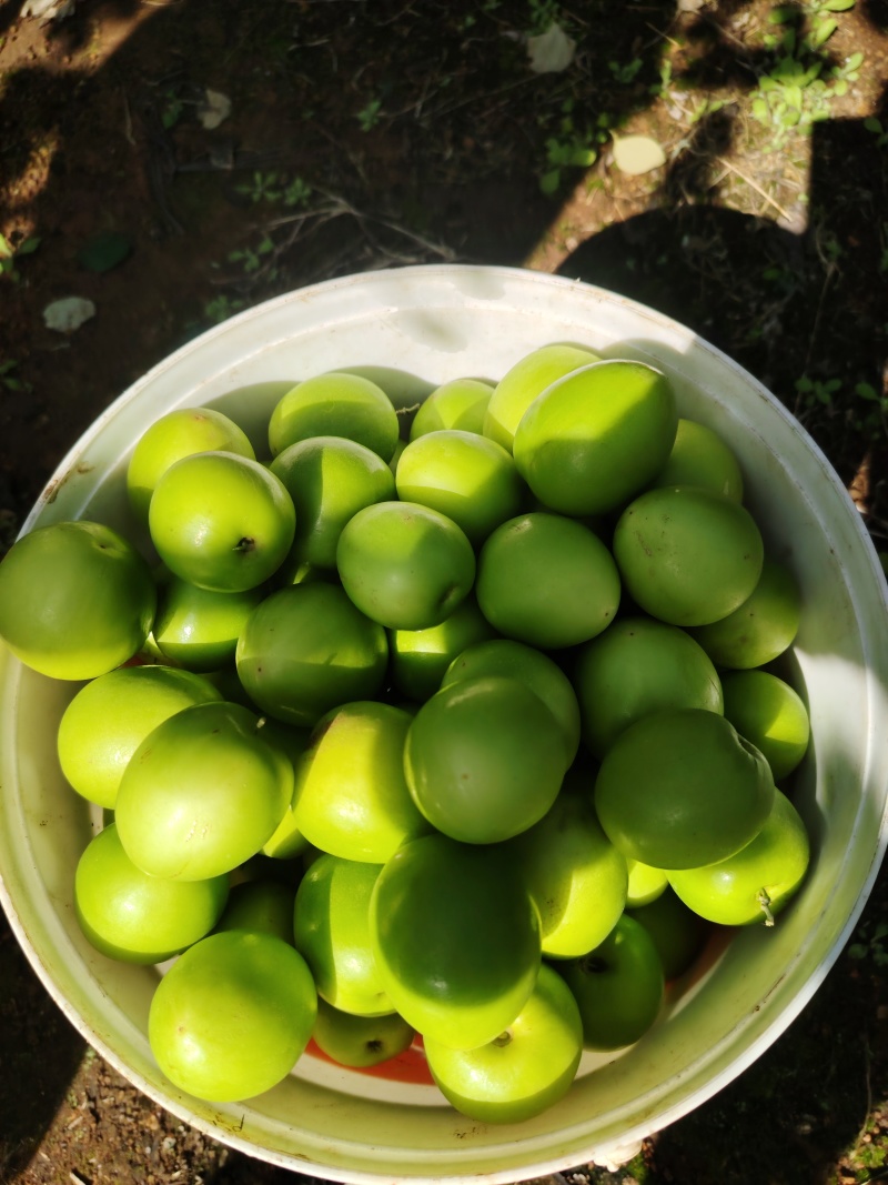 广东雷州青枣牛奶枣，大量供应市场电商，实力代办，全国代发