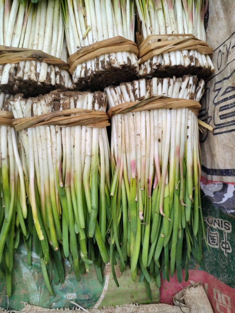 头刀韭菜