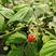 红树莓，二季果，适合南北方种植耐高温现已挂果广洲