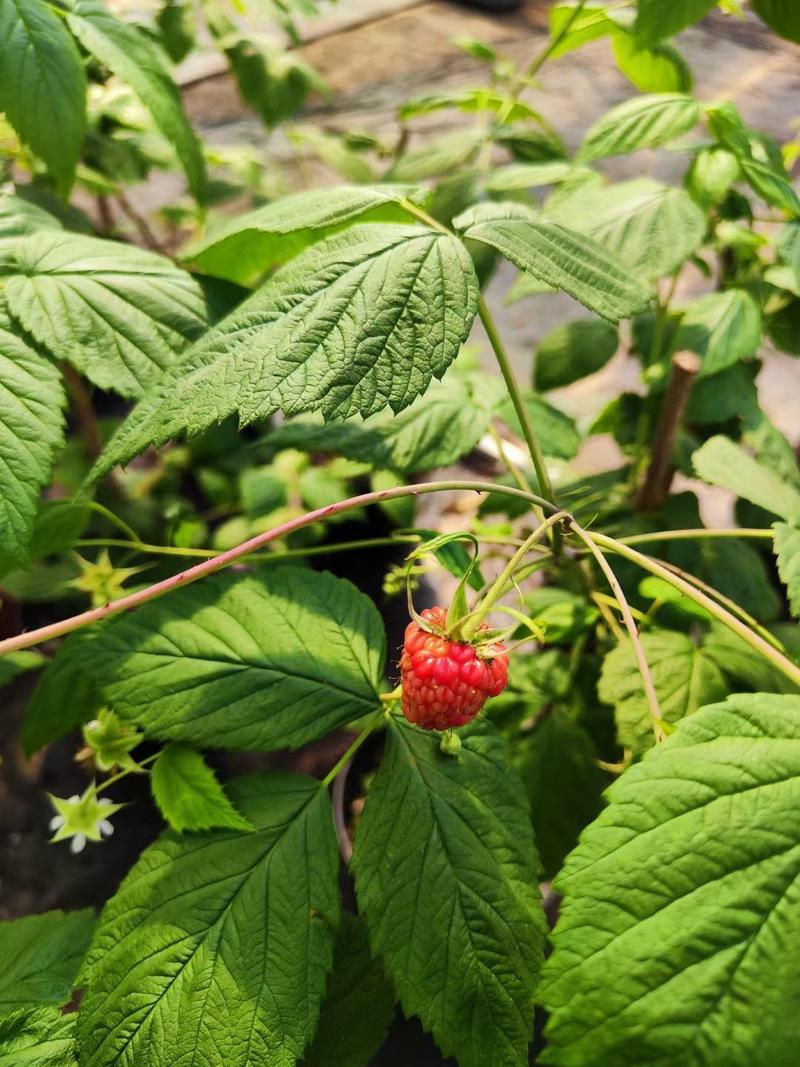 红树莓，二季果，适合南北方种植耐高温现已挂果广洲