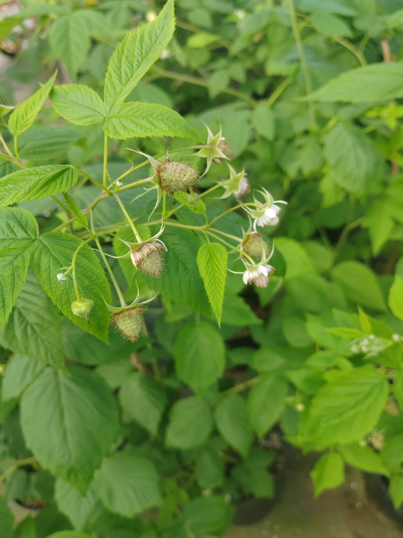 红树莓，二季果，适合南北方种植耐高温现已挂果广洲