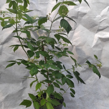 红树莓，二季果，适合南北方种植耐高温现已挂果广洲