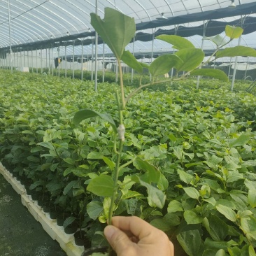 钦蜜九号百香果苗