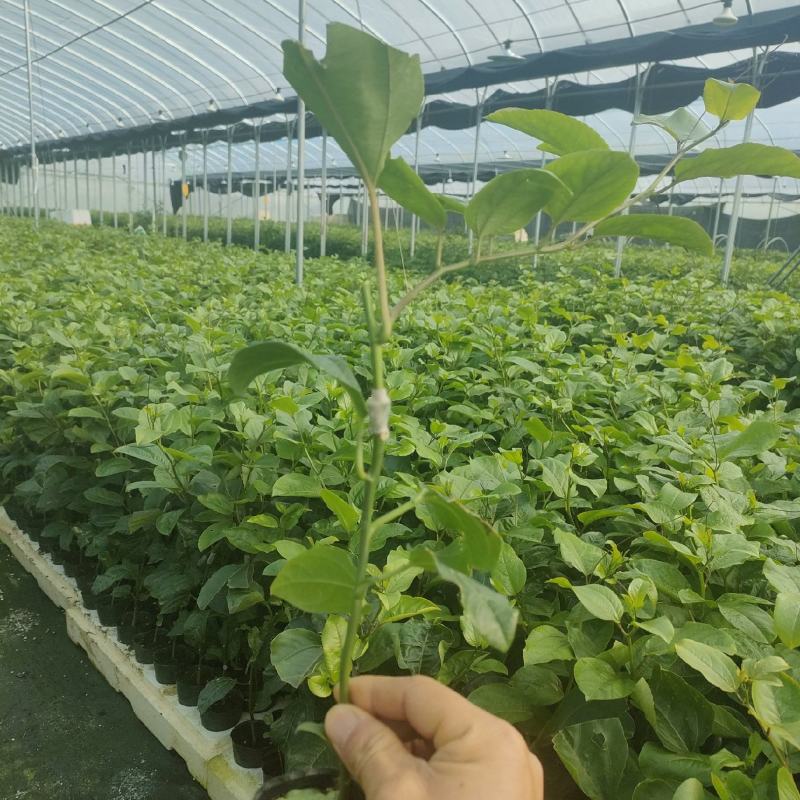 钦蜜九号百香果苗