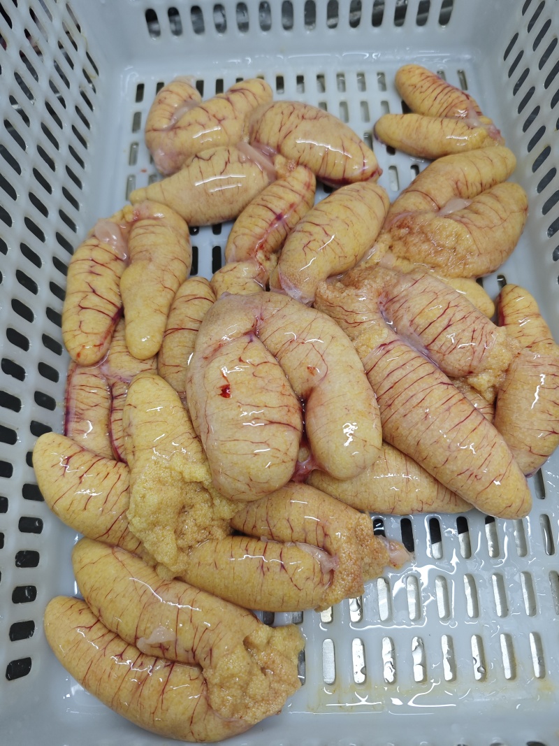鲈鱼籽，常年加工，货源充足