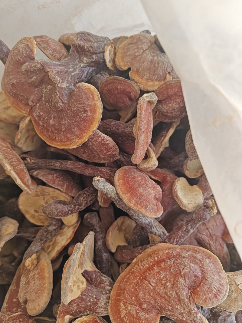 野生赤灵芝金边。初级农副产品大别山灵芝