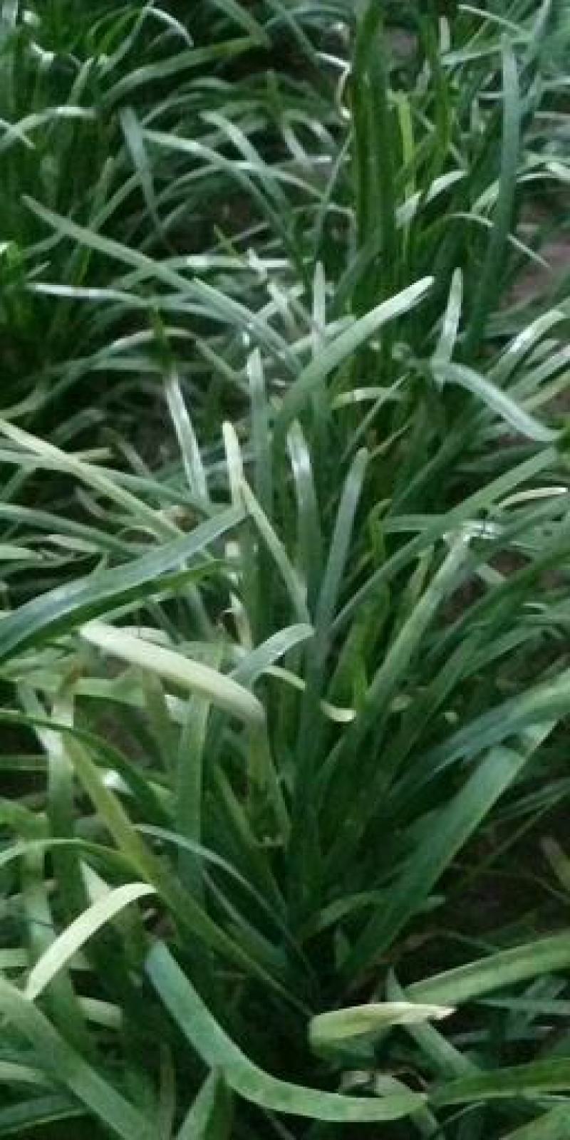 大棚韭菜上市了，欢迎各位老板联系