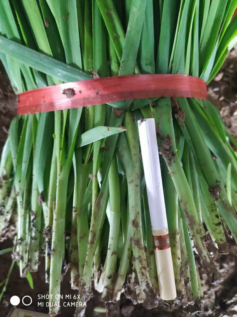 大棚韭菜上市了，欢迎各位老板联系