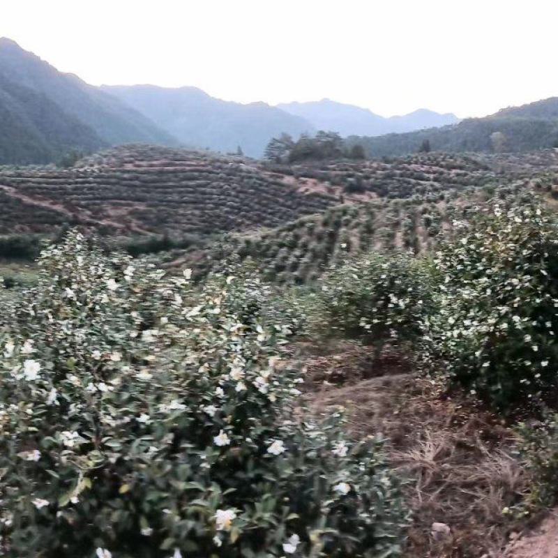【实力热卖】小种山茶油高山茶籽油可视频看货诚信经营