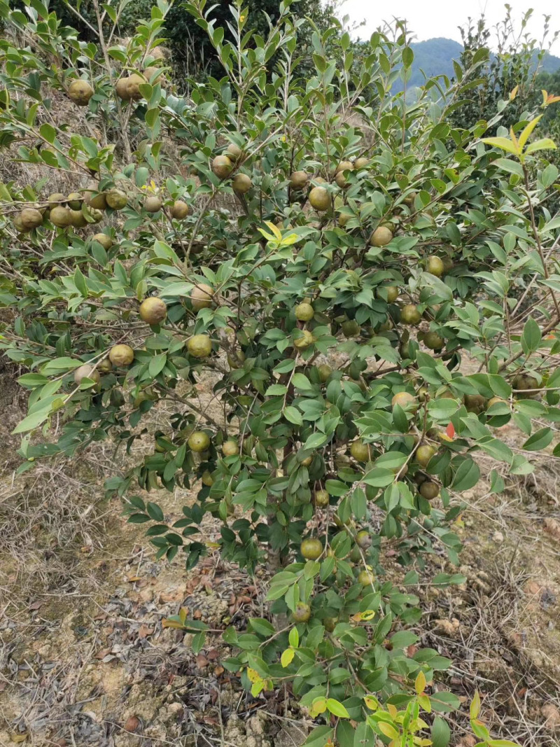 【实力热卖】小种山茶油高山茶籽油可视频看货诚信经营