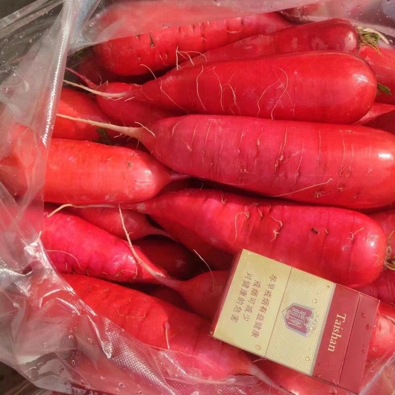 大量红皮水萝卜上市