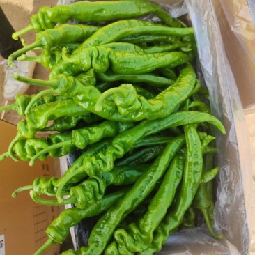 精品陇椒