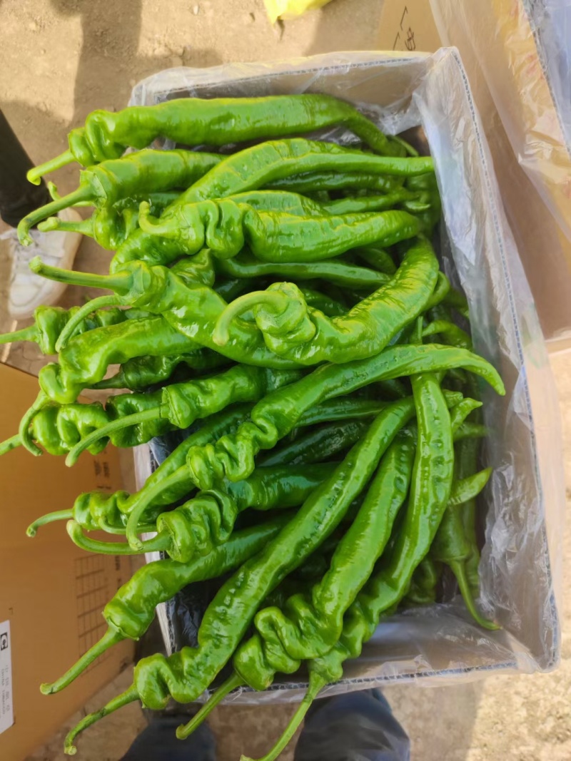 精品陇椒