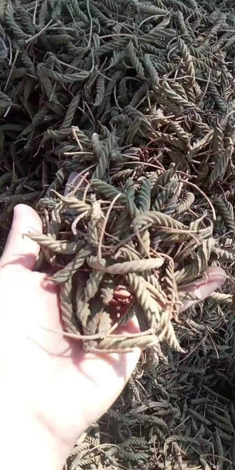 火索麻扭麻