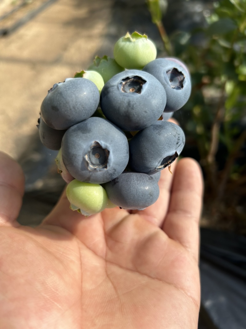 丹东蓝莓